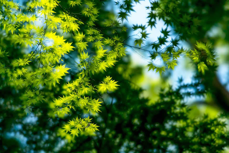 PlayMemories Camera Apps 智能相机应用程序