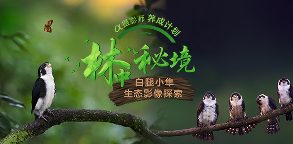 α café-林中秘境 白腿小隼生态影像探索 α café-林中秘境 白腿小隼生态影像探索