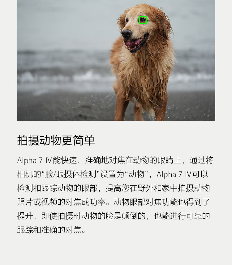 拍摄动物更简单