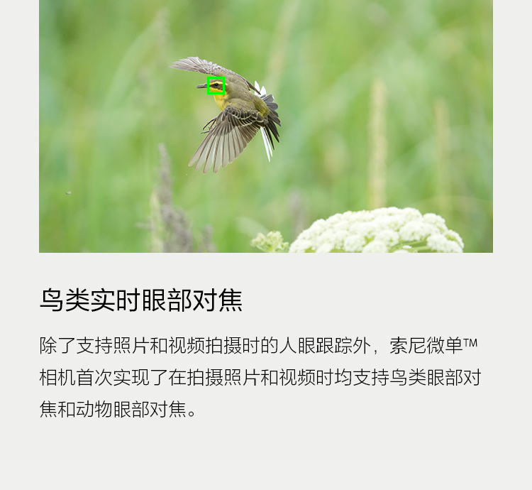 鸟类实时眼部对焦