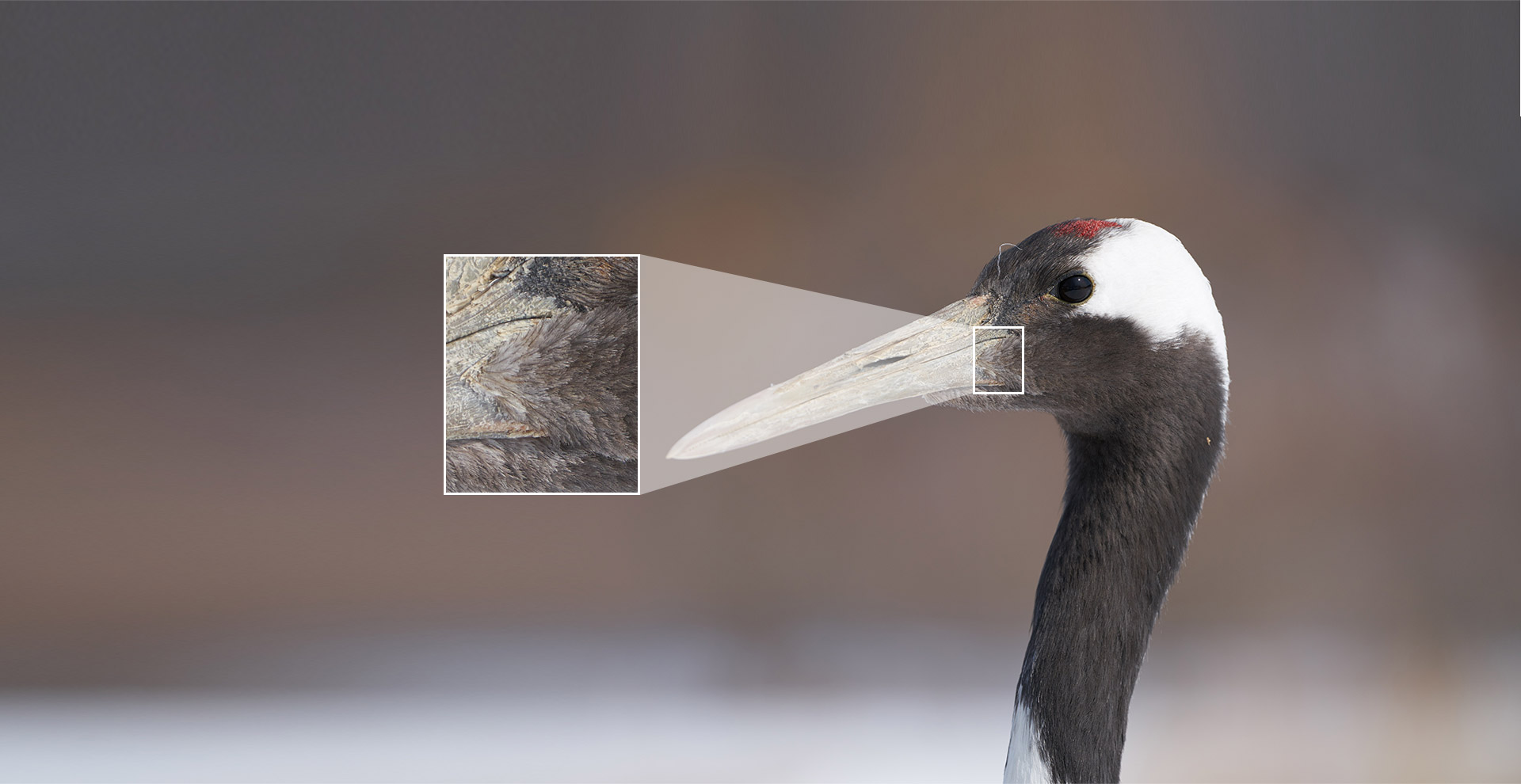 高分辨率与细节样照展示2