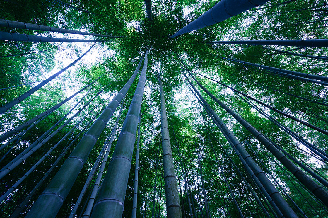 样照欣赏