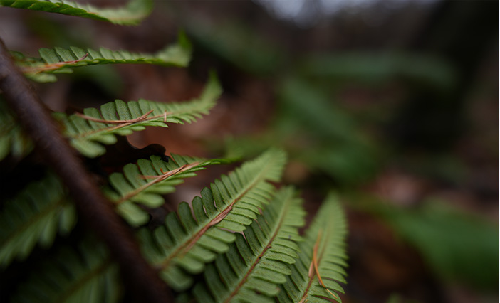 FE 16mm F1.8 G