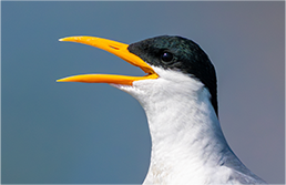 FE 400-800mm F6.3-8 G OSS