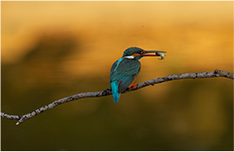 FE 400-800mm F6.3-8 G OSS