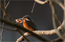 FE 400-800mm F6.3-8 G OSS
