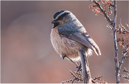 FE 400-800mm F6.3-8 G OSS
