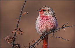 FE 400-800mm F6.3-8 G OSS