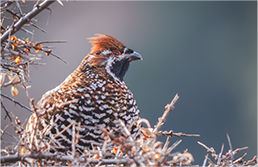 FE 400-800mm F6.3-8 G OSS