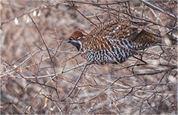 FE 400-800mm F6.3-8 G OSS