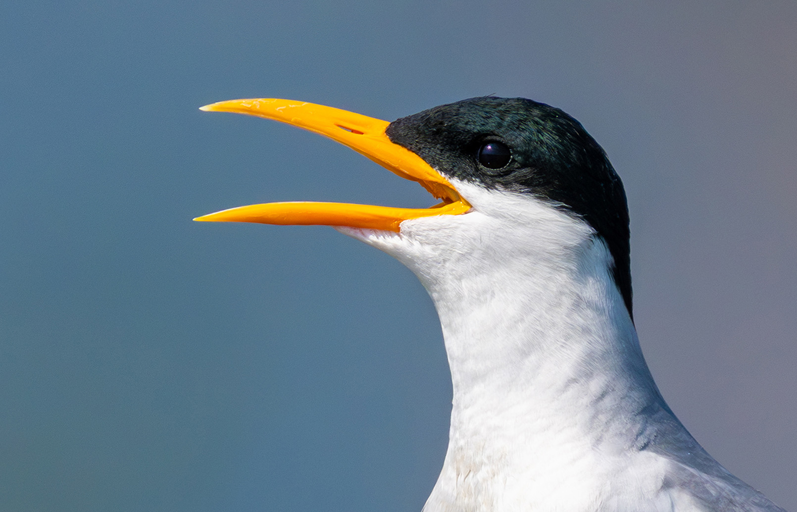 FE 400-800mm F6.3-8 G OSS