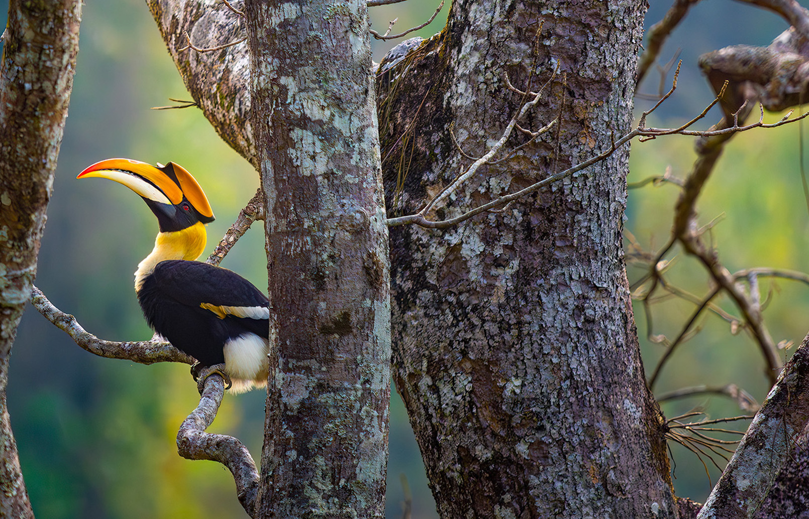 FE 400-800mm F6.3-8 G OSS