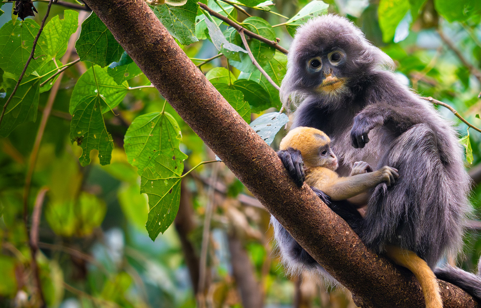 FE 400-800mm F6.3-8 G OSS