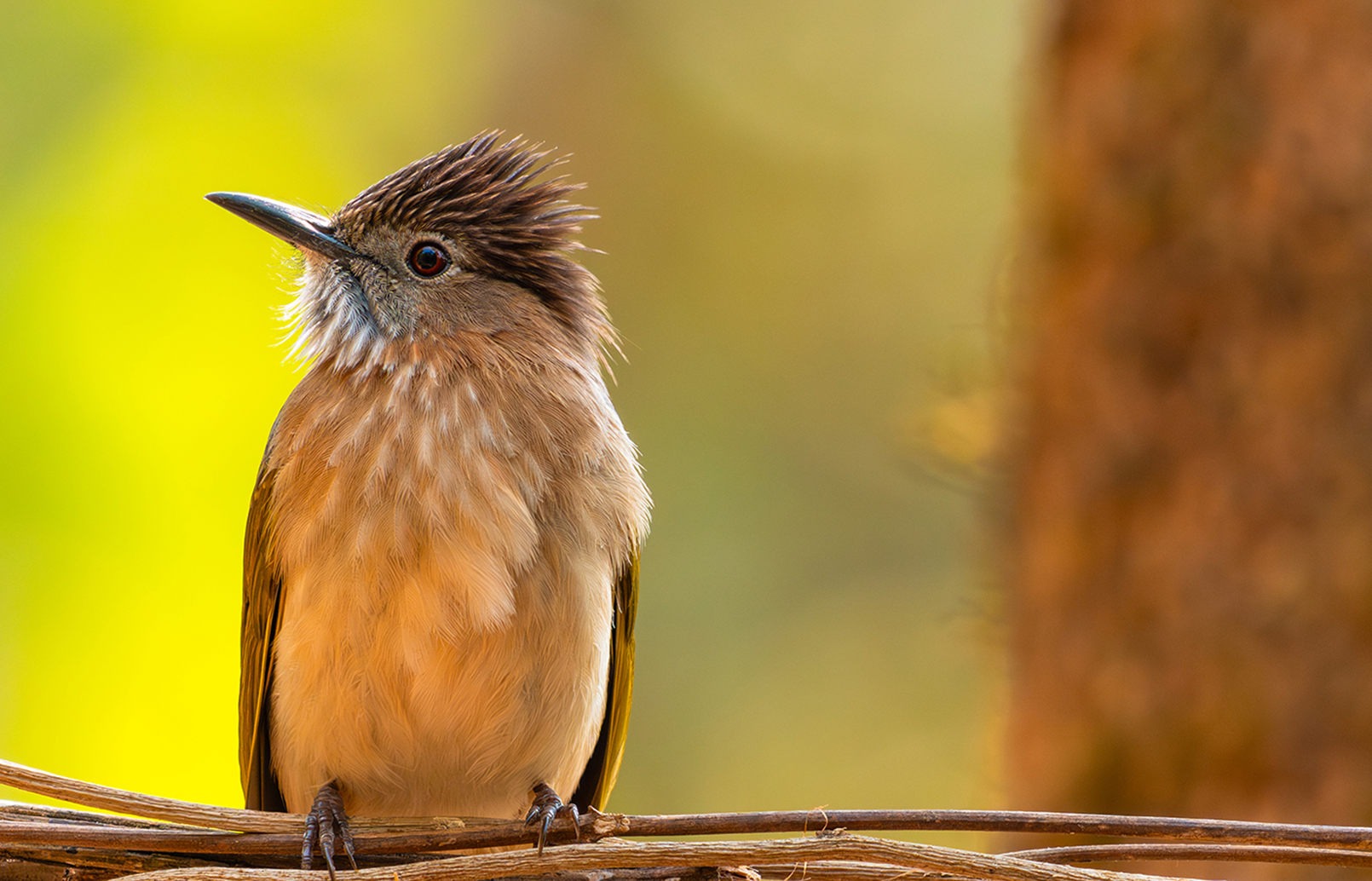 FE 400-800mm F6.3-8 G OSS