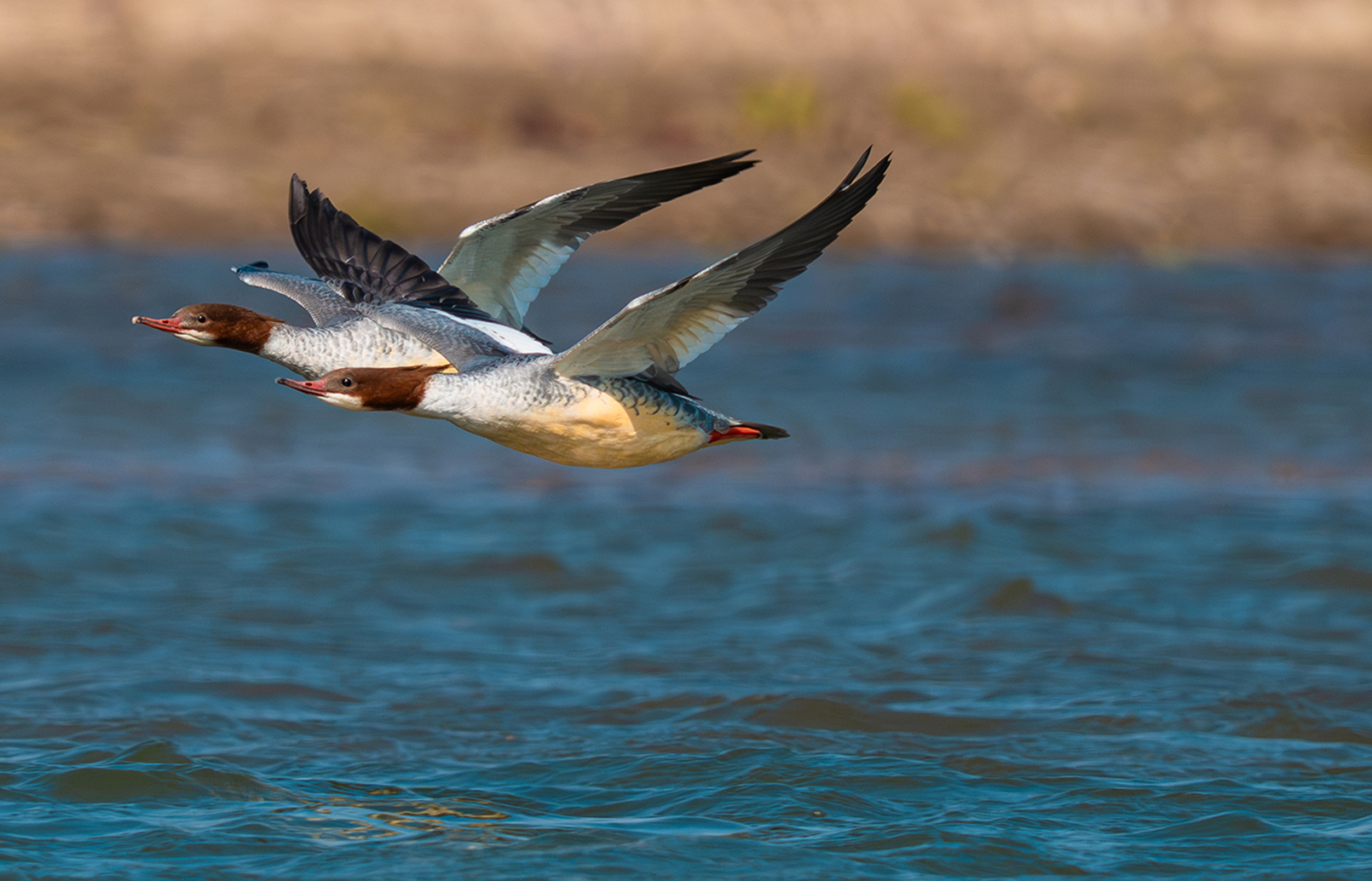 FE 400-800mm F6.3-8 G OSS