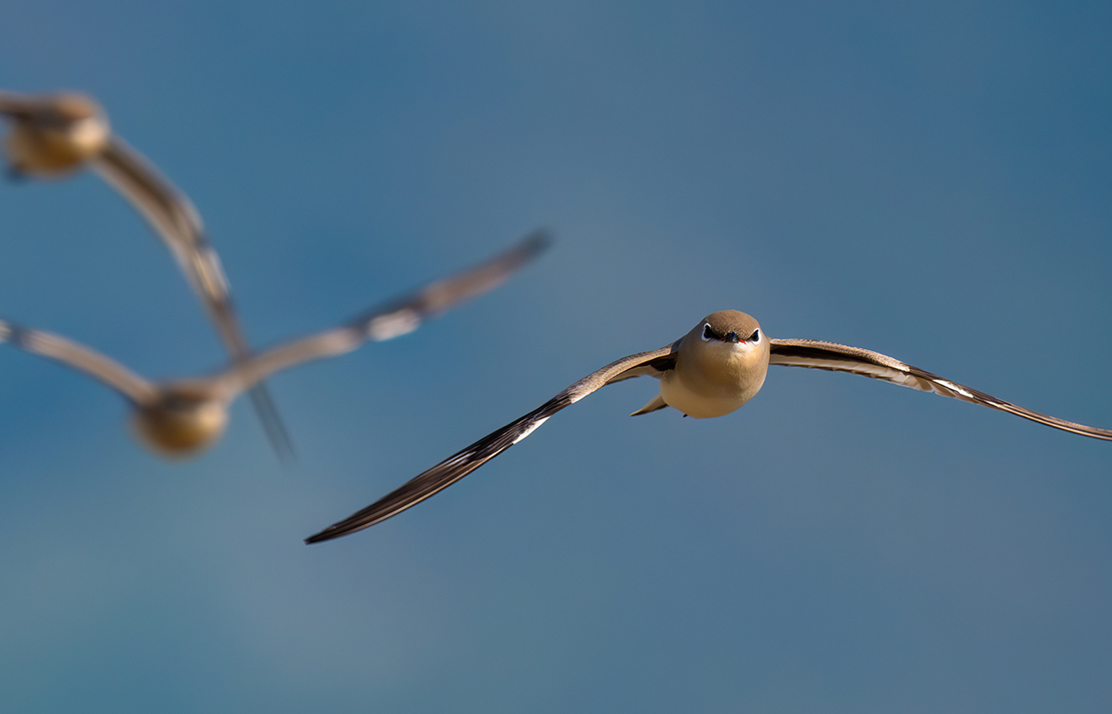 FE 400-800mm F6.3-8 G OSS