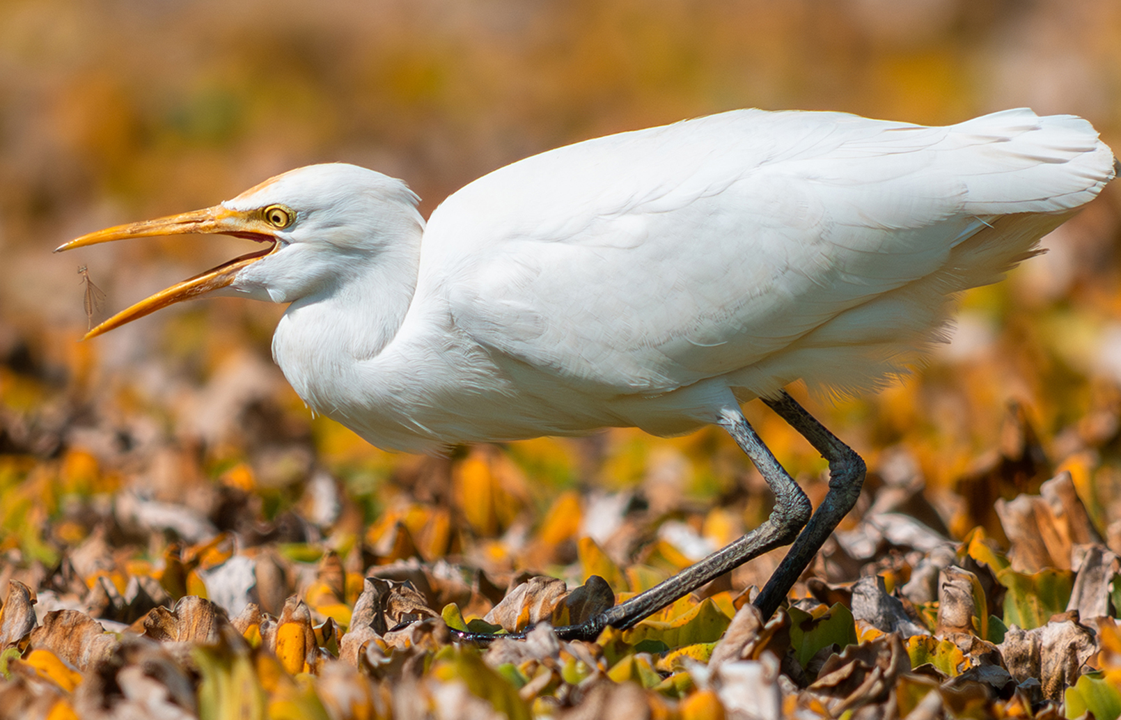 FE 400-800mm F6.3-8 G OSS