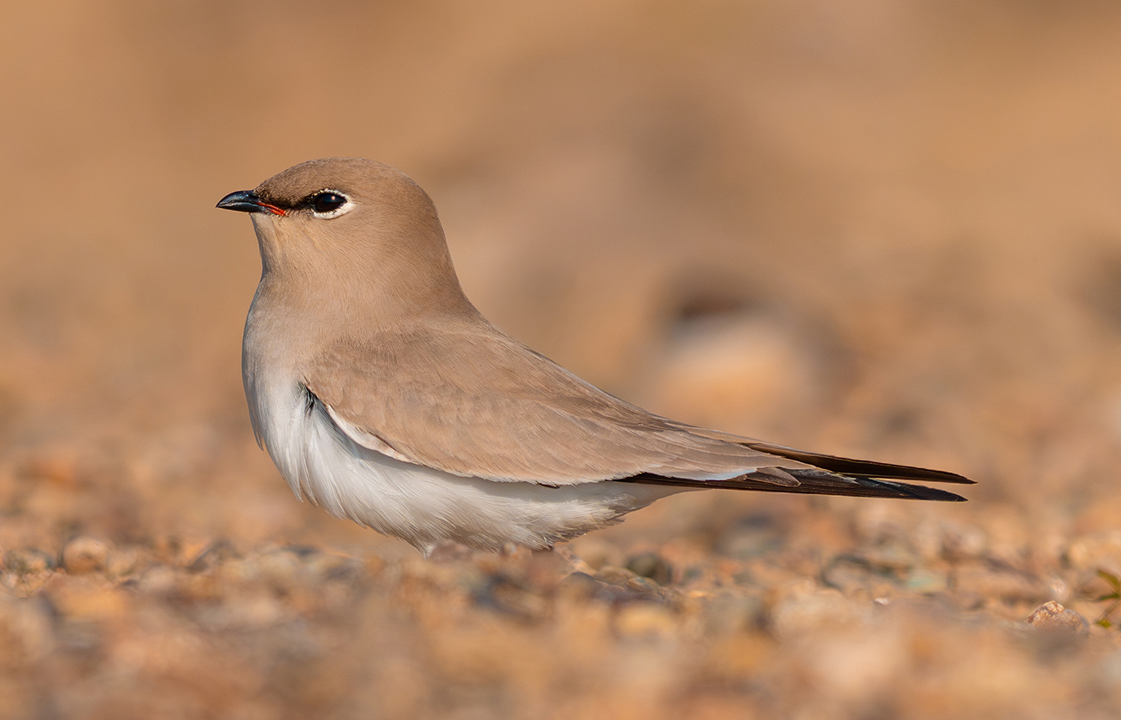 FE 400-800mm F6.3-8 G OSS