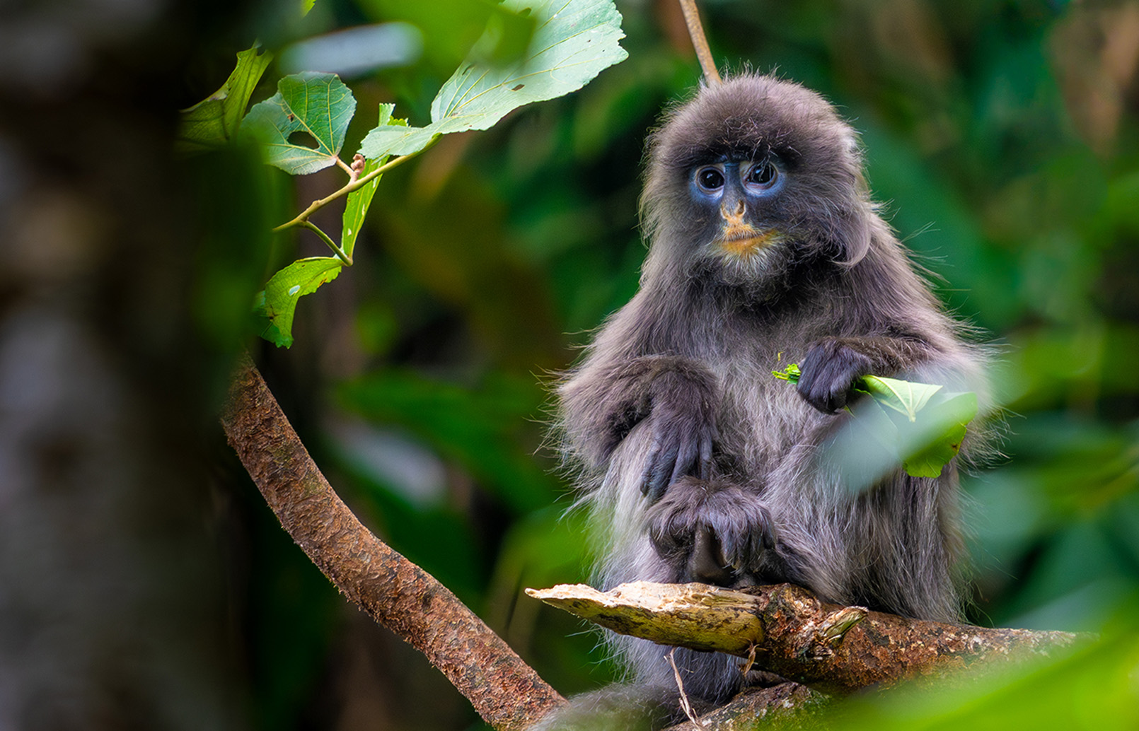 FE 400-800mm F6.3-8 G OSS