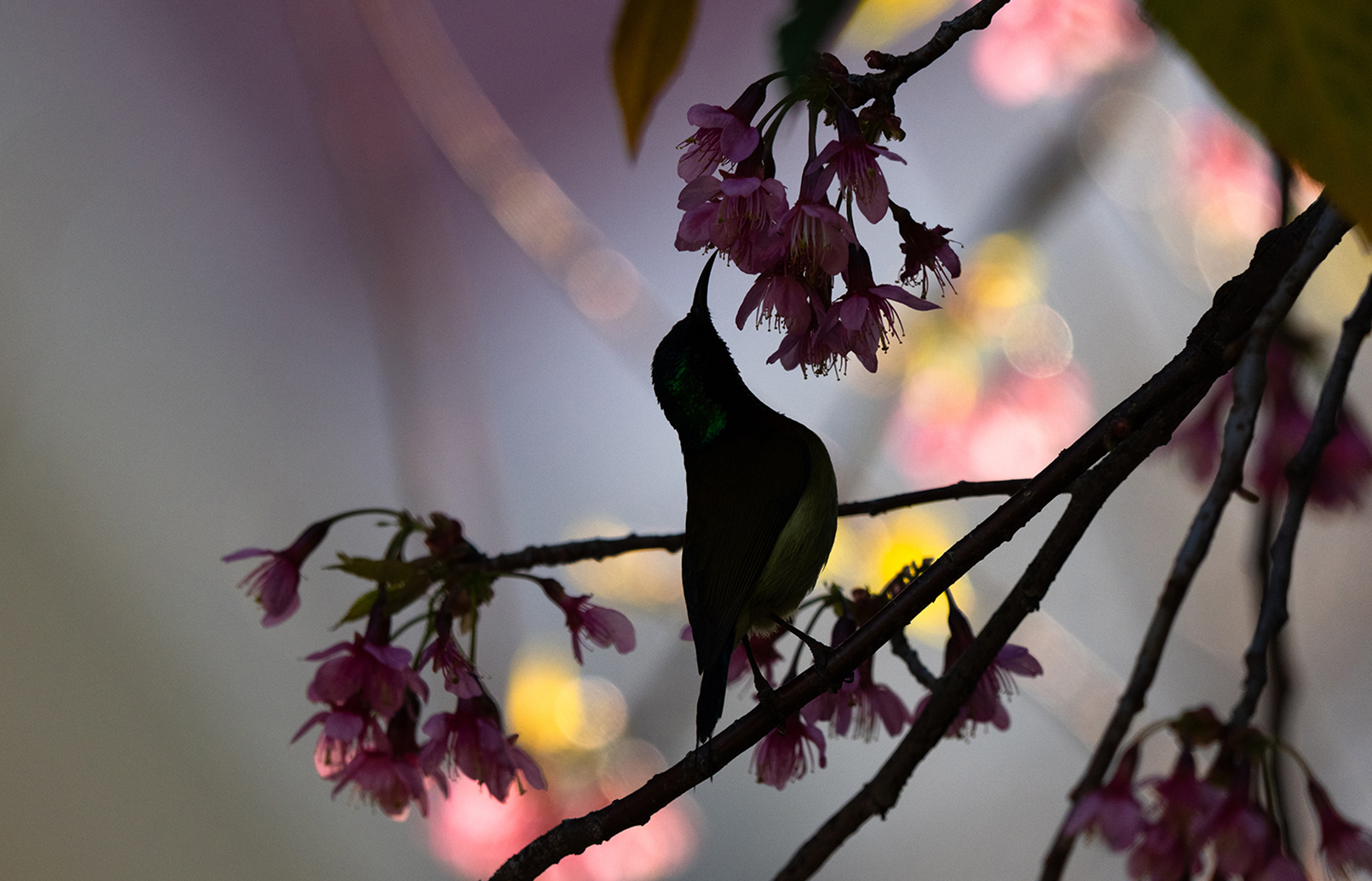 FE 400-800mm F6.3-8 G OSS