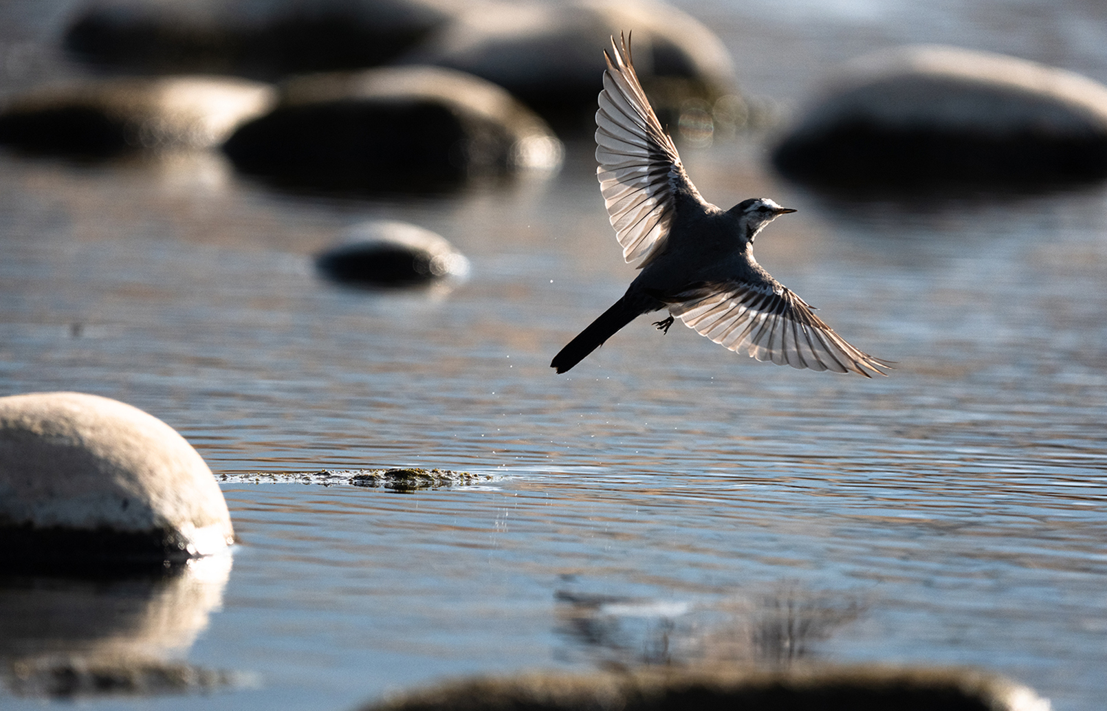 FE 400-800mm F6.3-8 G OSS