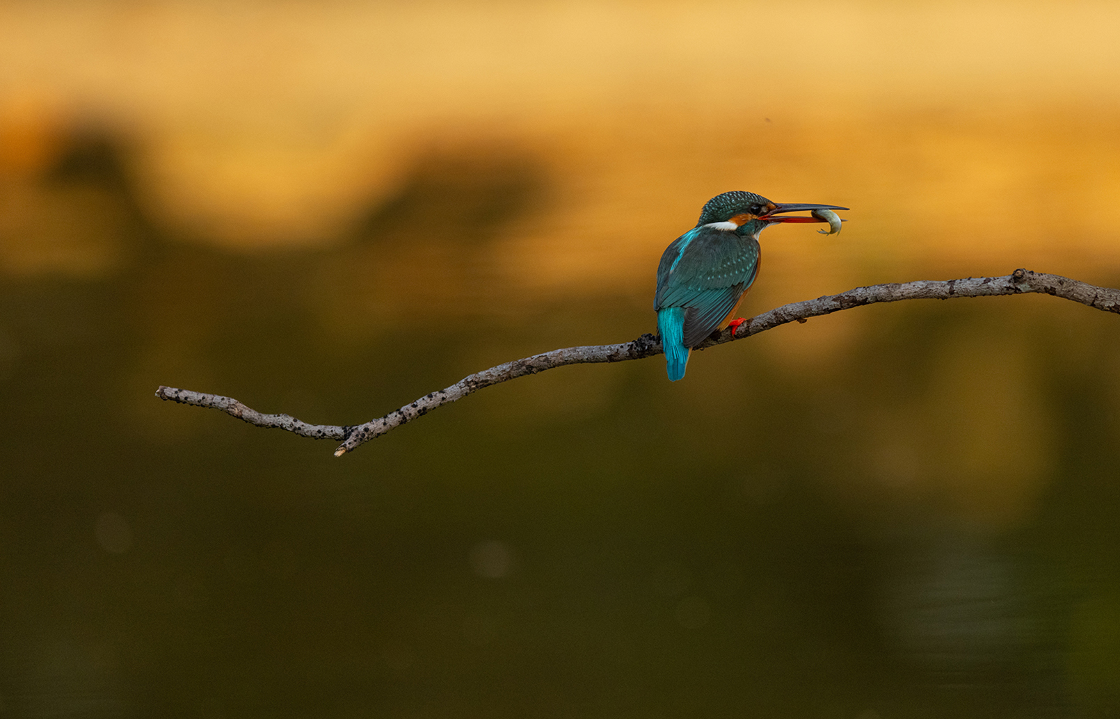 FE 400-800mm F6.3-8 G OSS