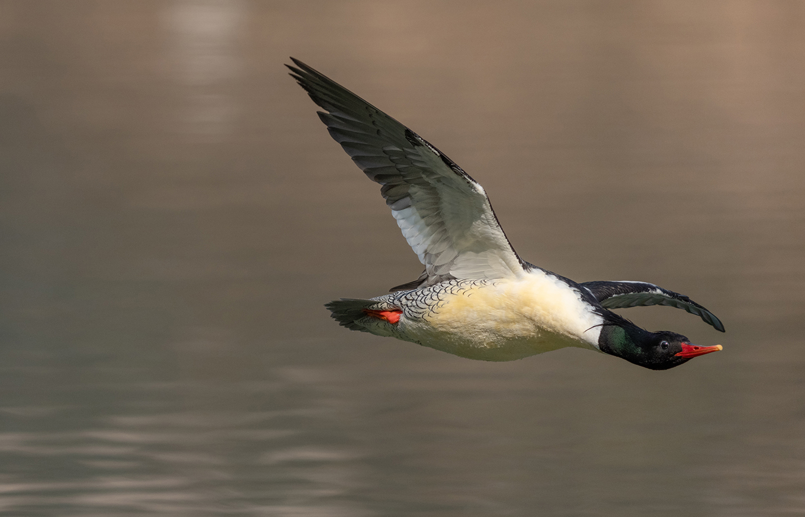 FE 400-800mm F6.3-8 G OSS