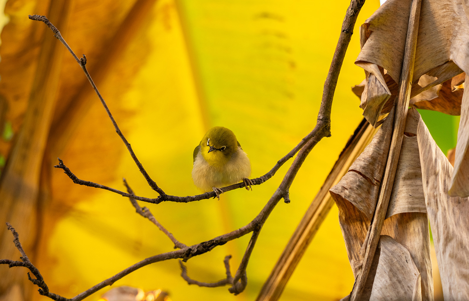 FE 400-800mm F6.3-8 G OSS