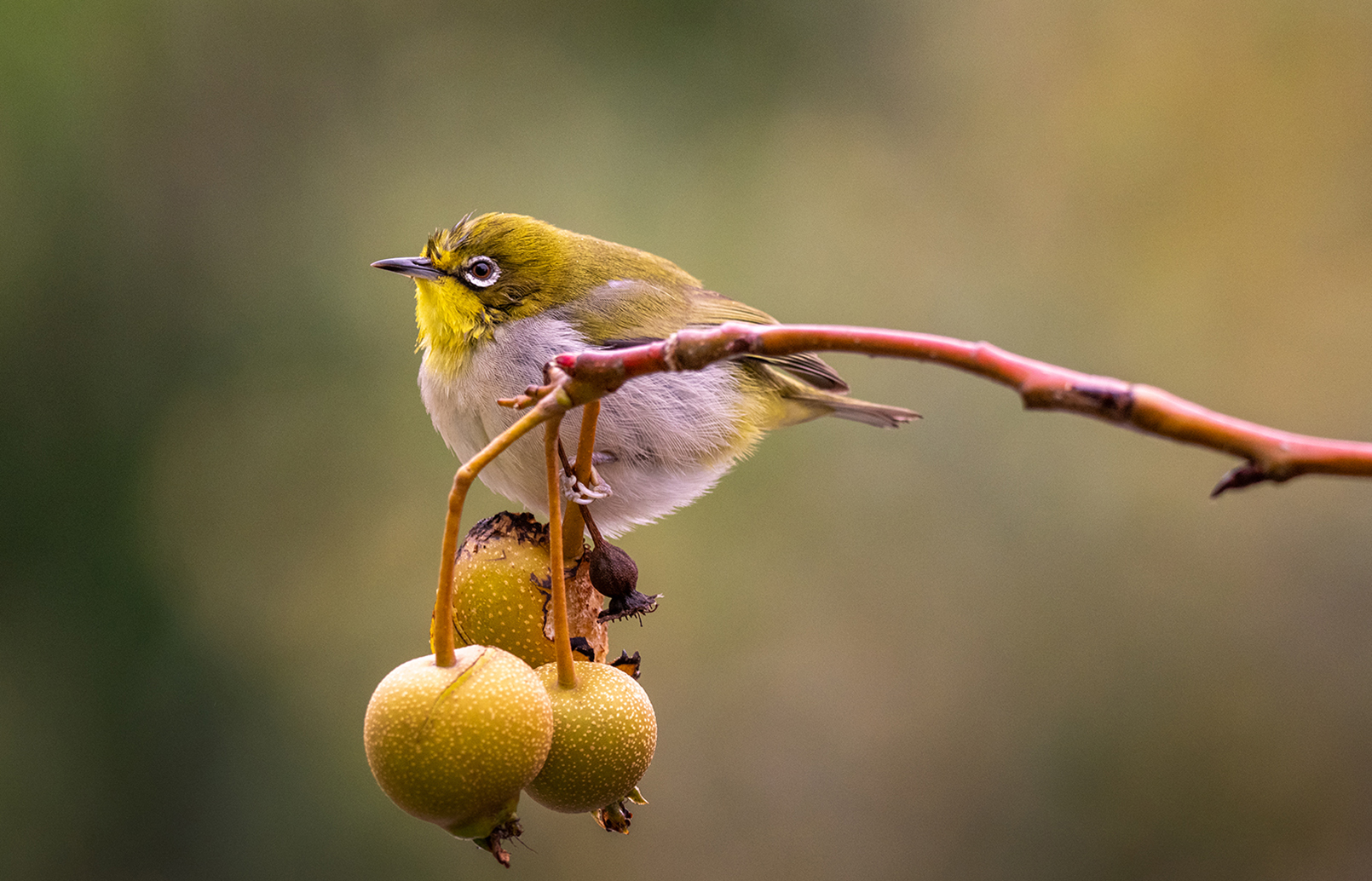 FE 400-800mm F6.3-8 G OSS