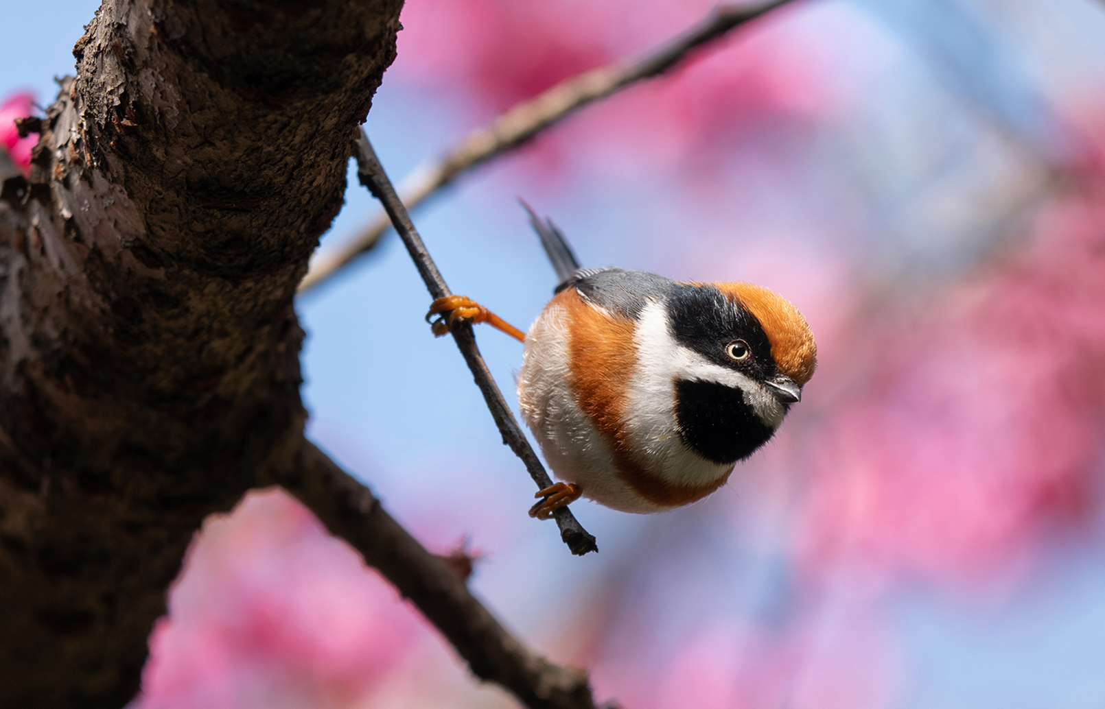 FE 400-800mm F6.3-8 G OSS