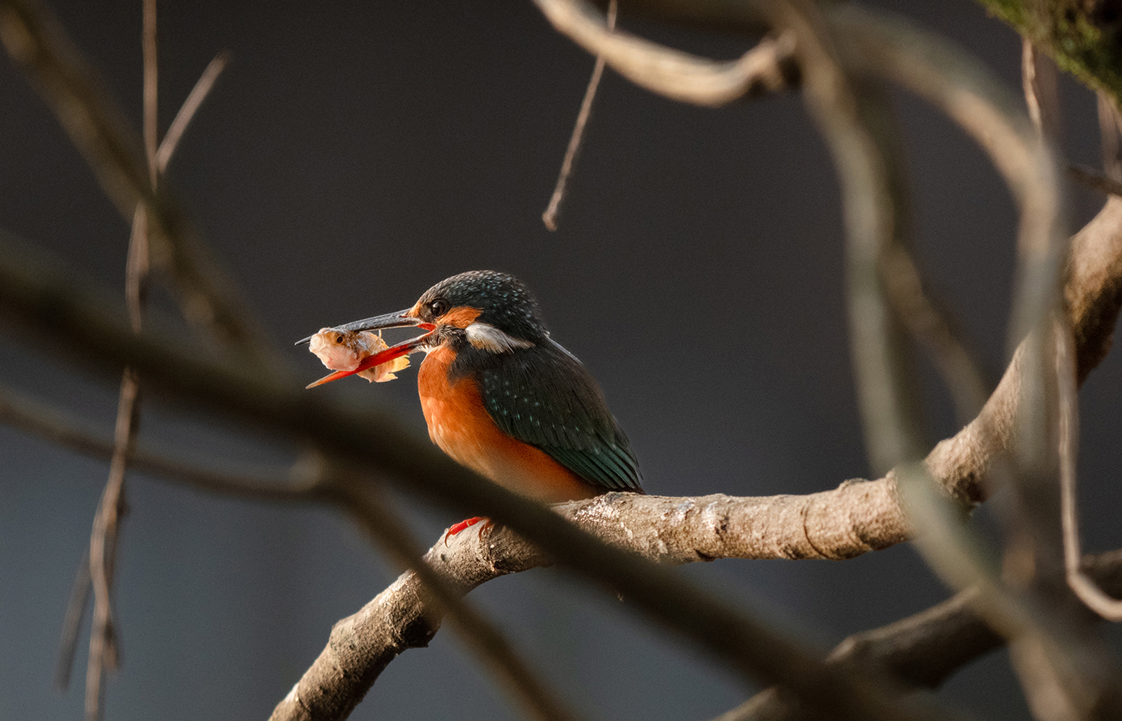 FE 400-800mm F6.3-8 G OSS