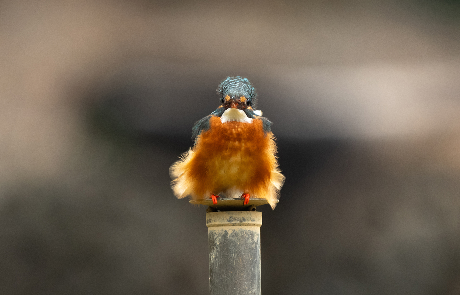 FE 400-800mm F6.3-8 G OSS