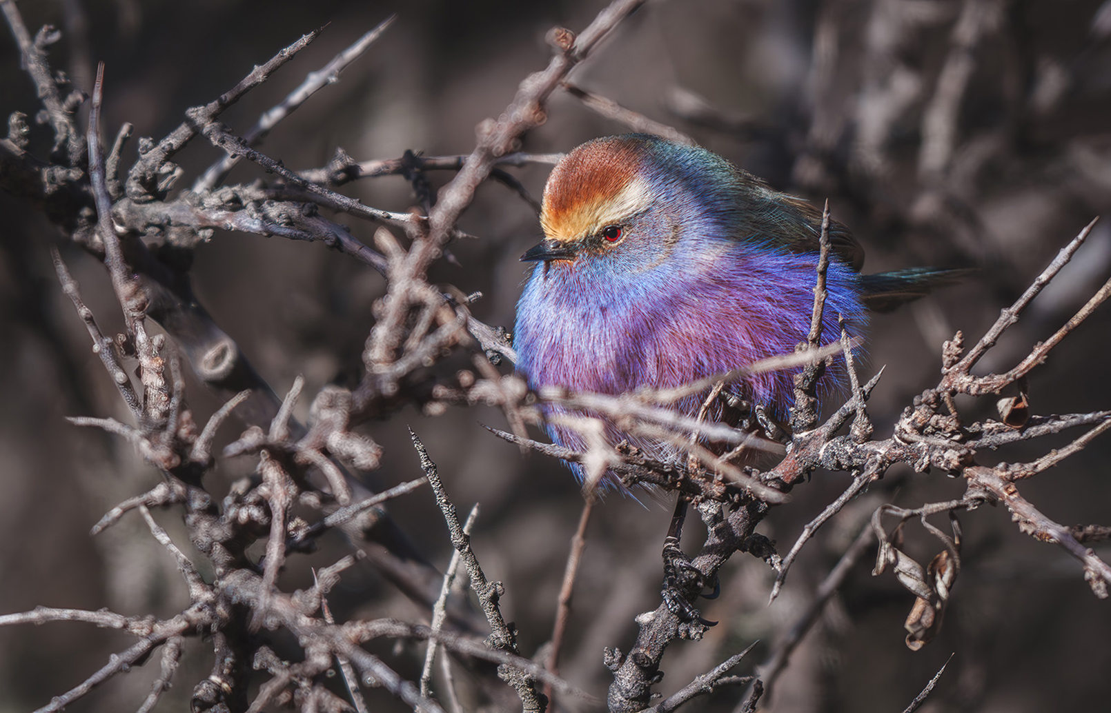 FE 400-800mm F6.3-8 G OSS