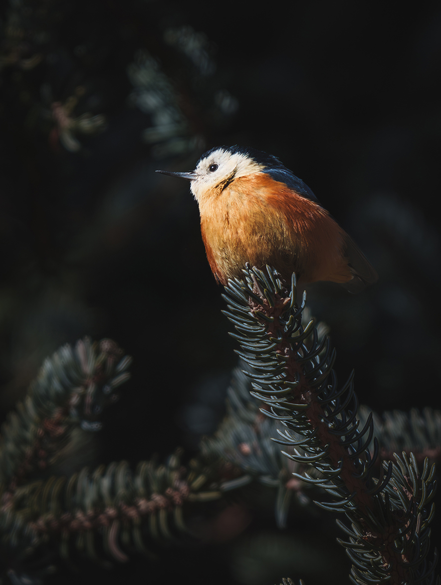 FE 400-800mm F6.3-8 G OSS