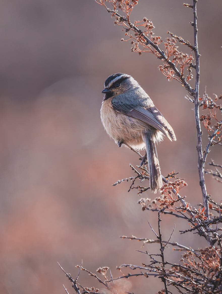 FE 400-800mm F6.3-8 G OSS