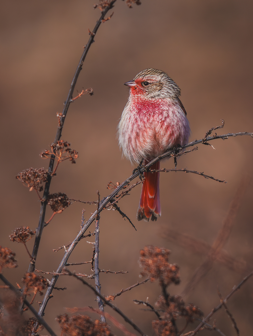 FE 400-800mm F6.3-8 G OSS