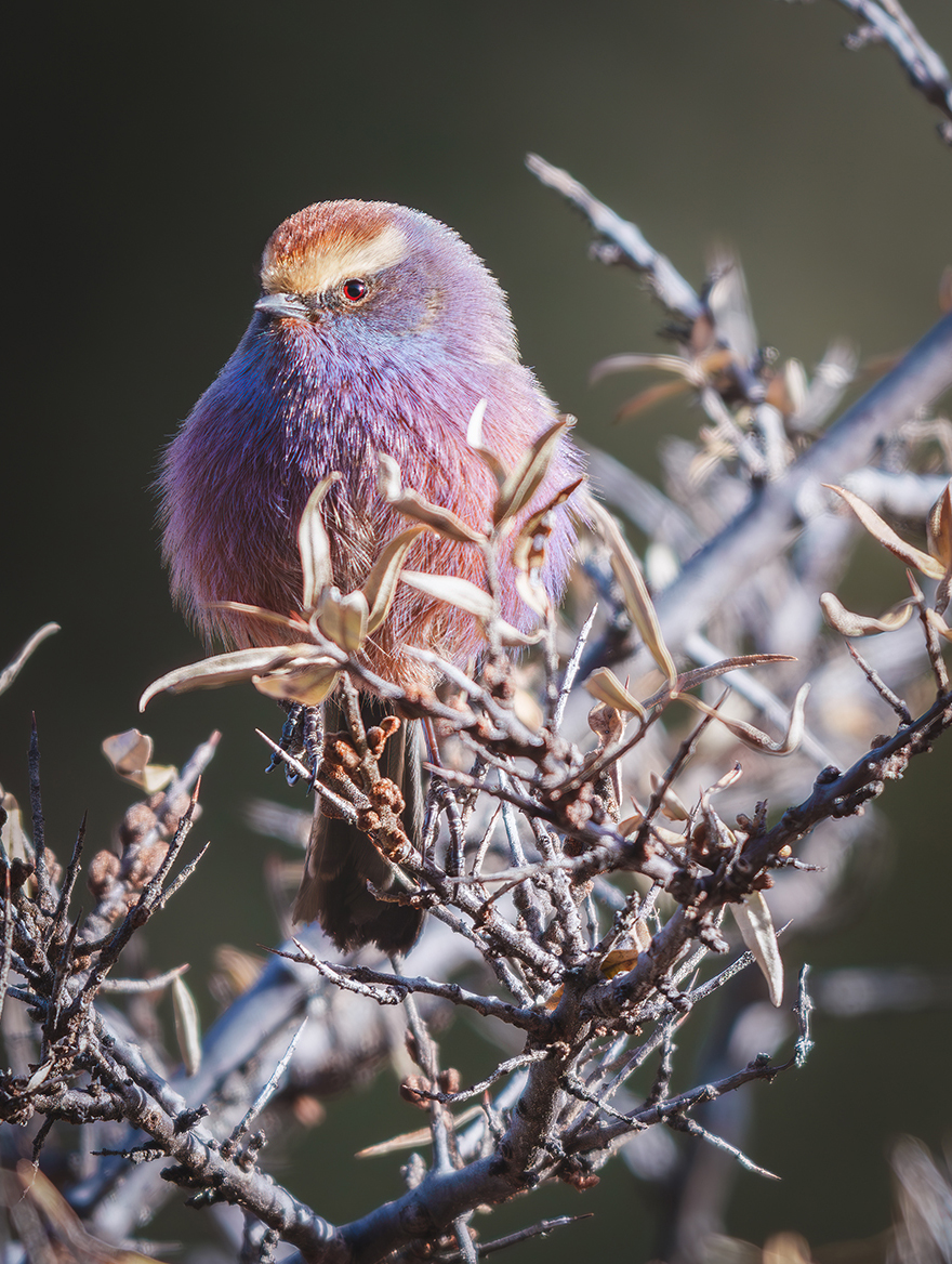 FE 400-800mm F6.3-8 G OSS