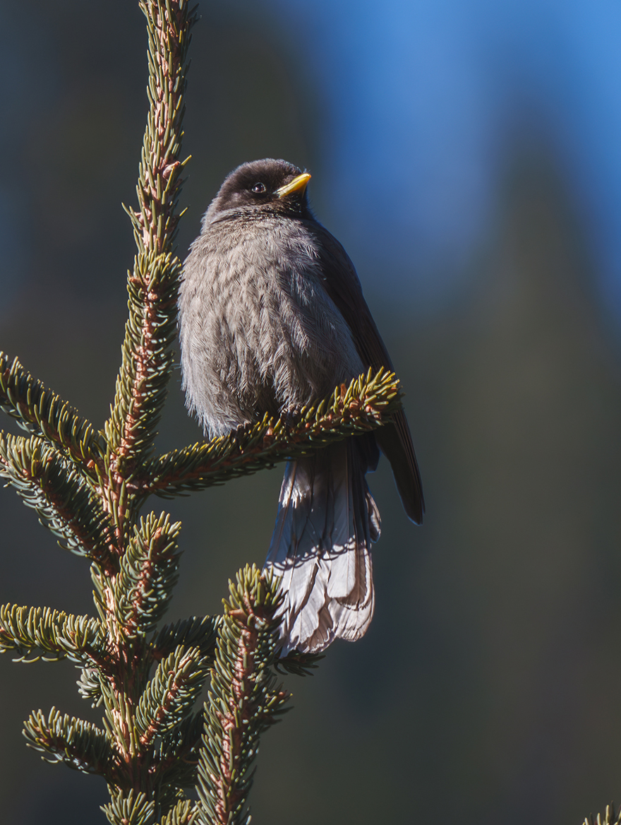 FE 400-800mm F6.3-8 G OSS