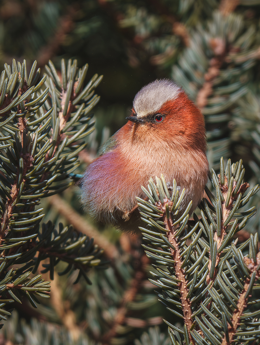 FE 400-800mm F6.3-8 G OSS