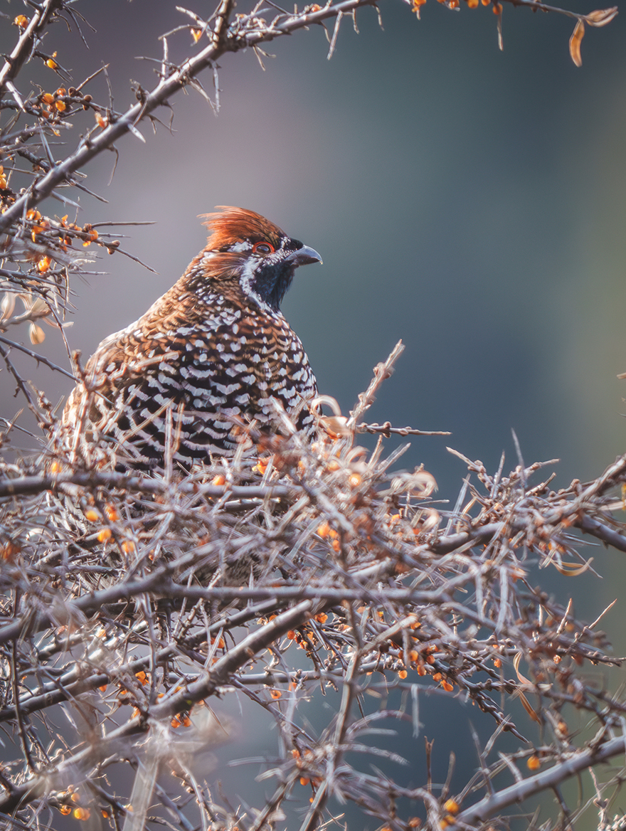 FE 400-800mm F6.3-8 G OSS