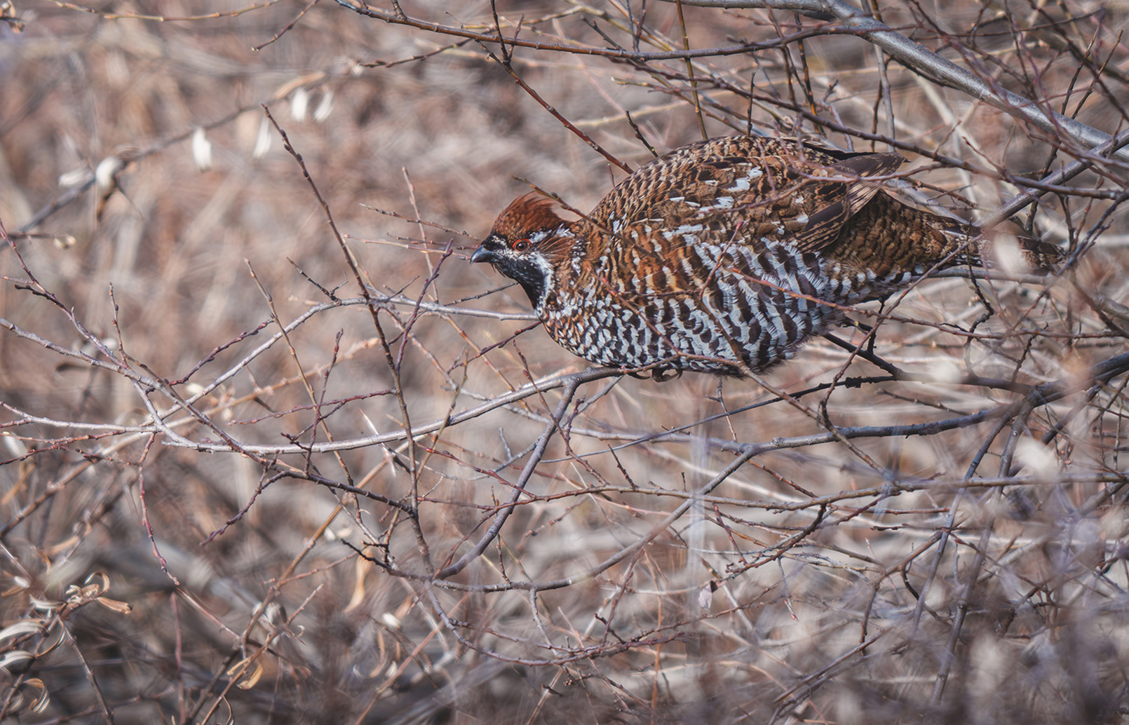 FE 400-800mm F6.3-8 G OSS