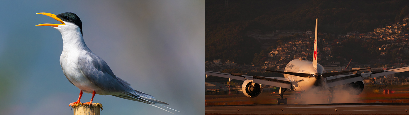 FE 400-800mm F6.3-8 G OSS