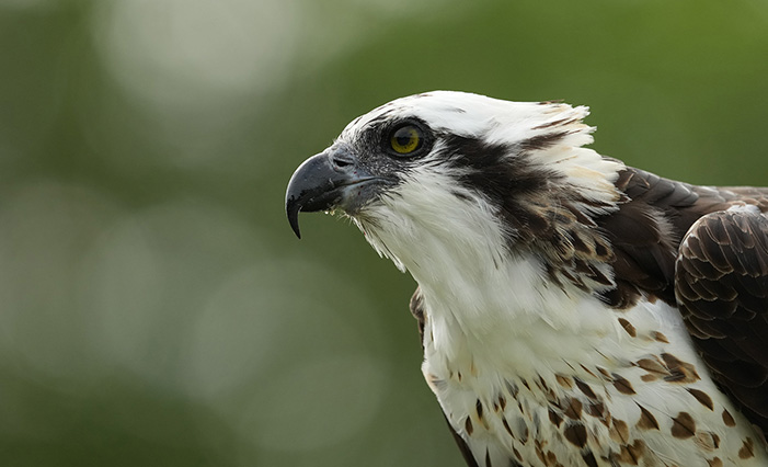 FE 400-800mm F6.3-8 G OSS