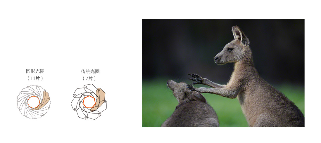 光圈叶片展示&虚化样照展示