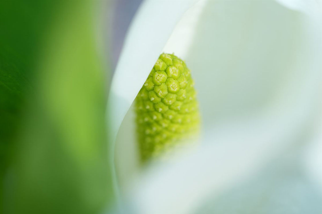 样照欣赏