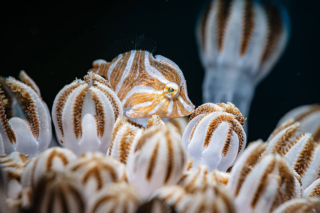 样照欣赏