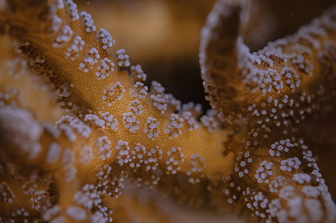 样照欣赏
