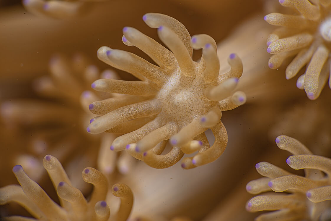 样照欣赏