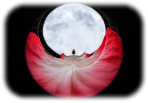FE 8-14mm F3.5 Fisheye G