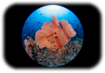 FE 8-14mm F3.5 Fisheye G